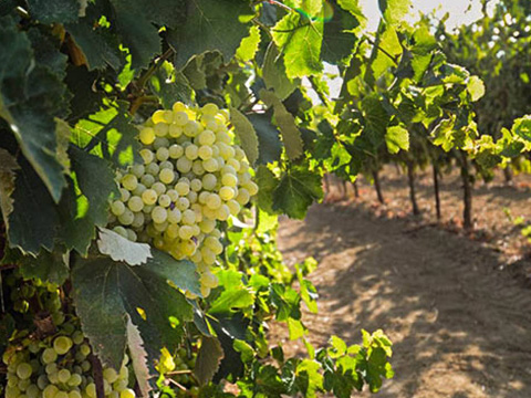 Heraklion Crete Transfers